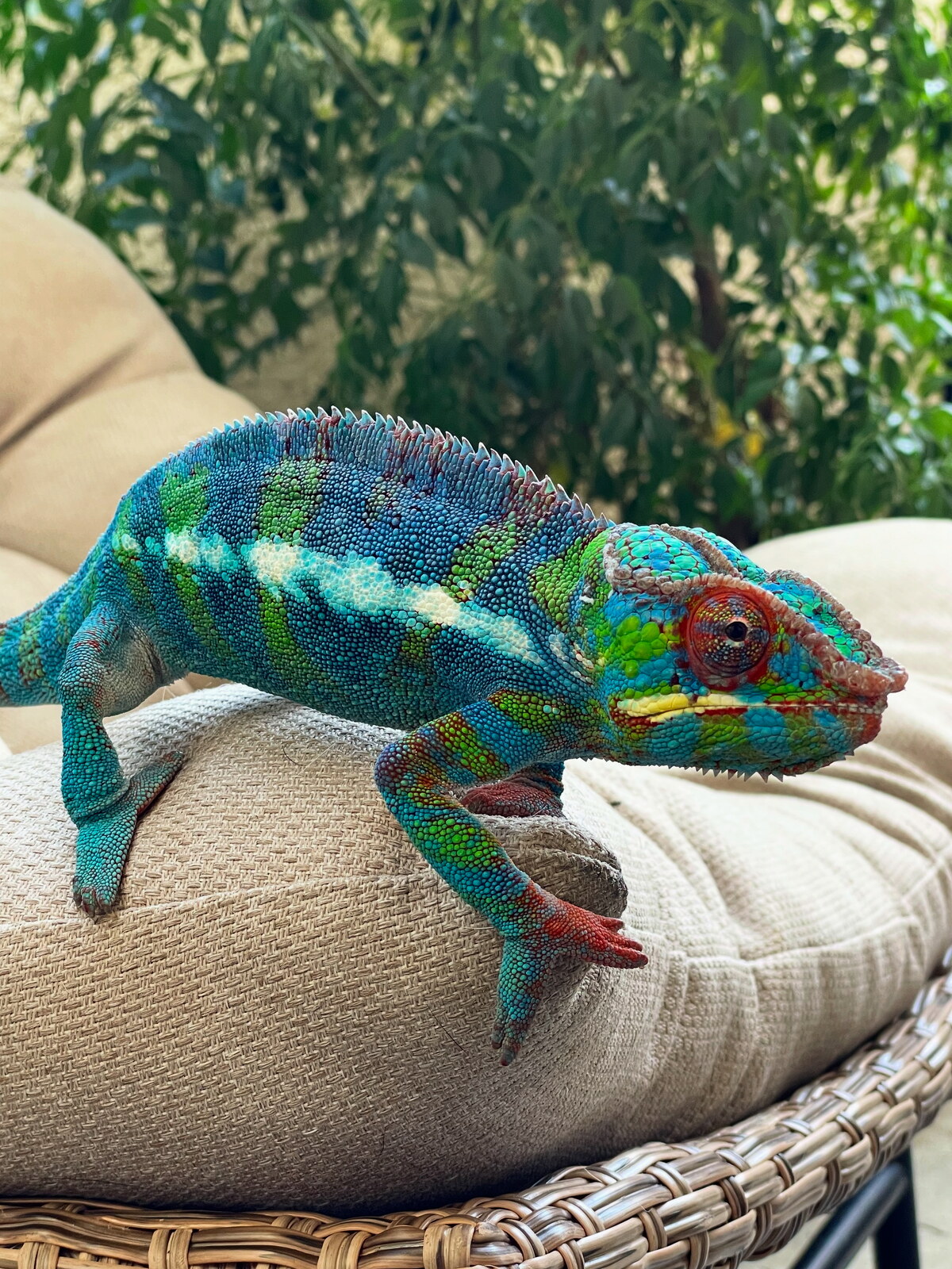 Glove, Marlena's first panther chameleon