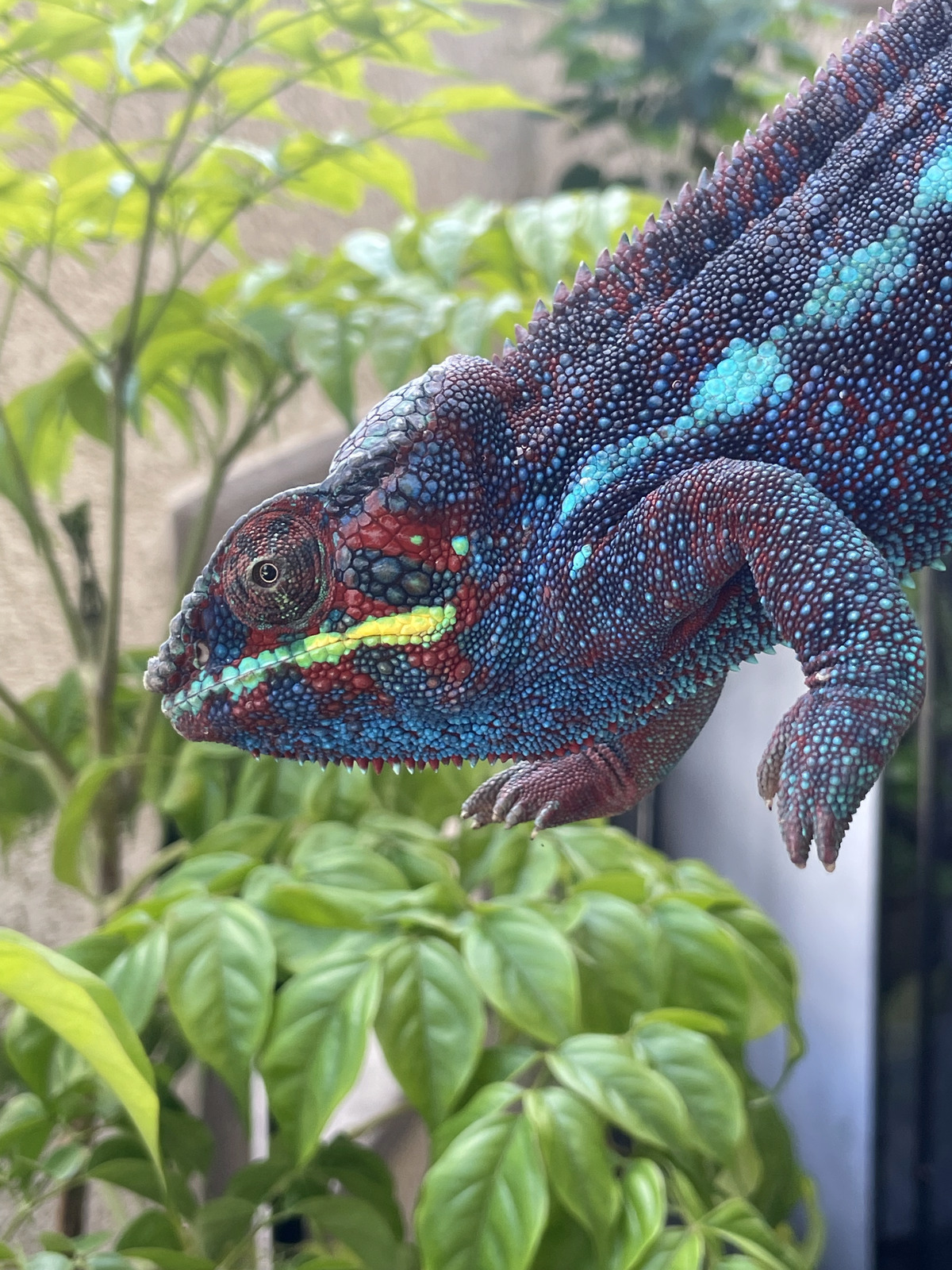 Uncle Velvet, one of Marlena's panther chameleons